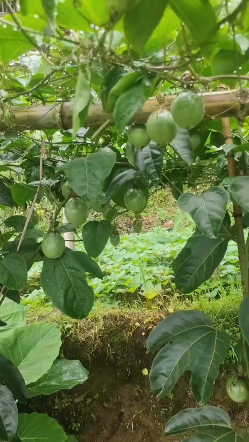 黄金百香果