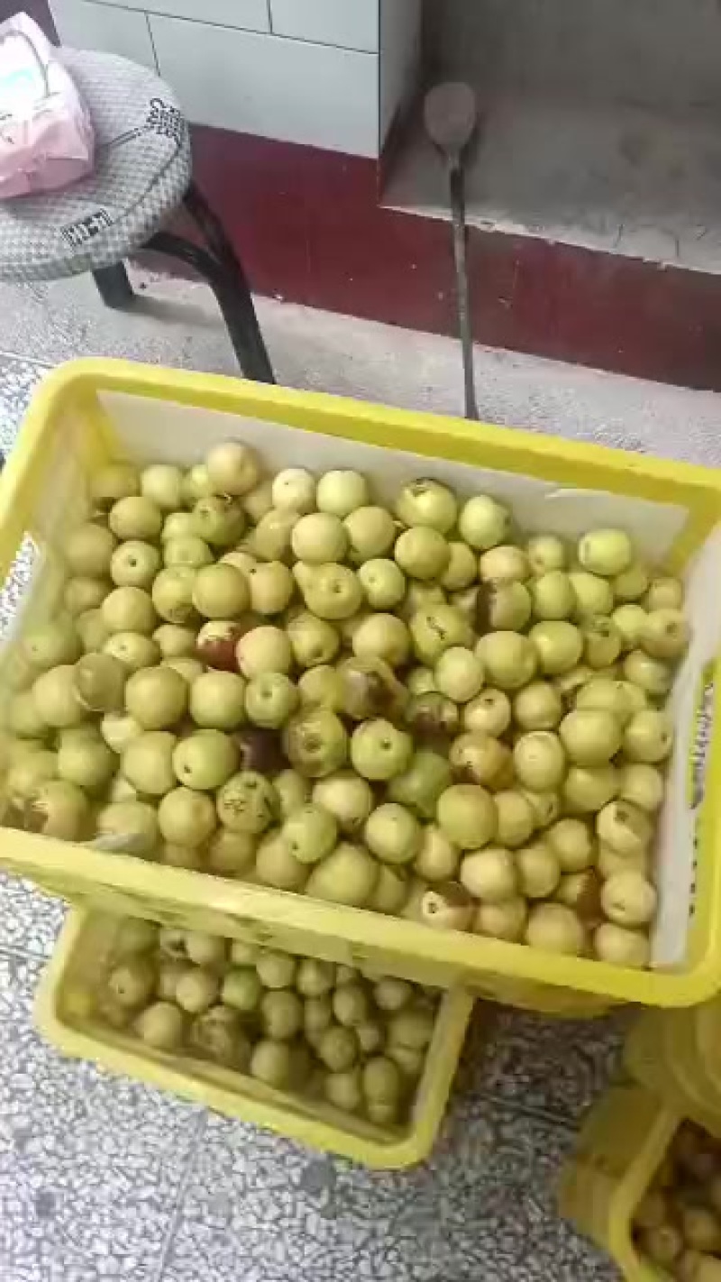 陕西大荔冬枣