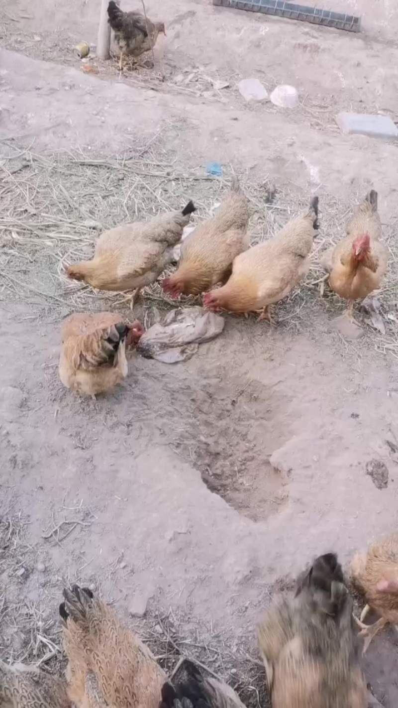 活鸡