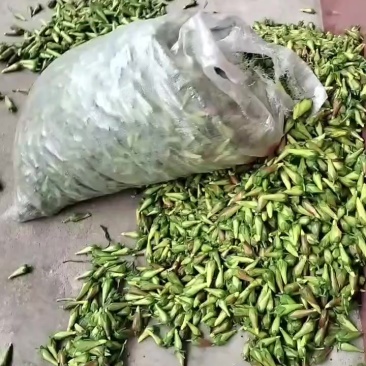 黄葵花