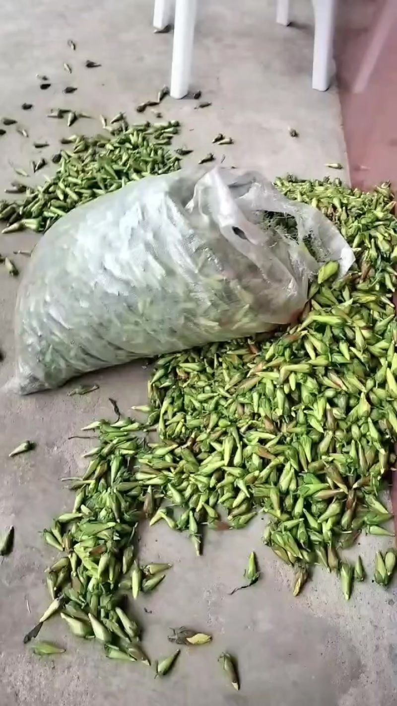 黄葵花