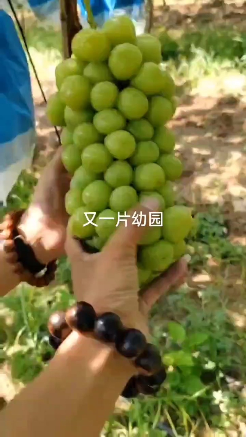 陕西省精品阳光玫瑰陆续上市中