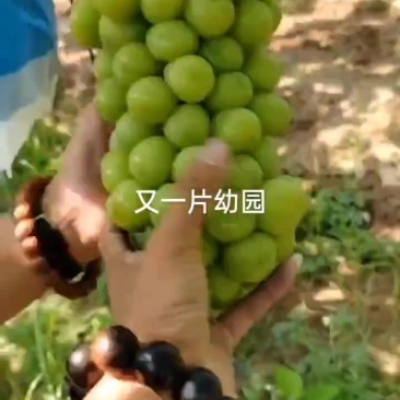 陕西省精品阳光玫瑰陆续上市中