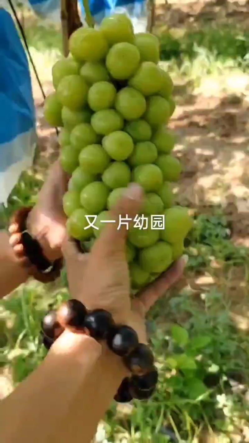 陕西省精品阳光玫瑰陆续上市中