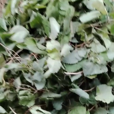 岷县甘南产的淫羊藿
