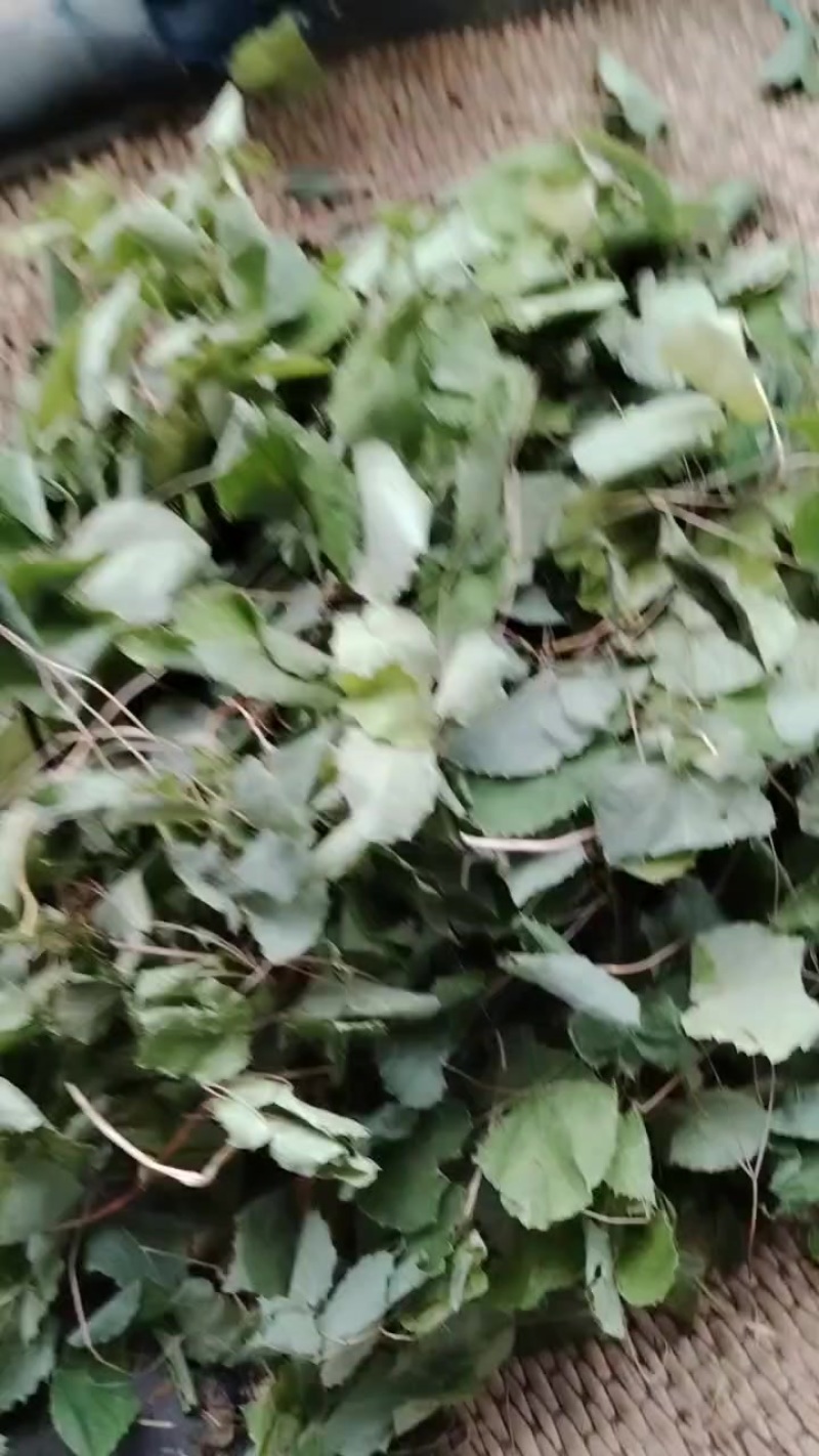 岷县甘南产的淫羊藿