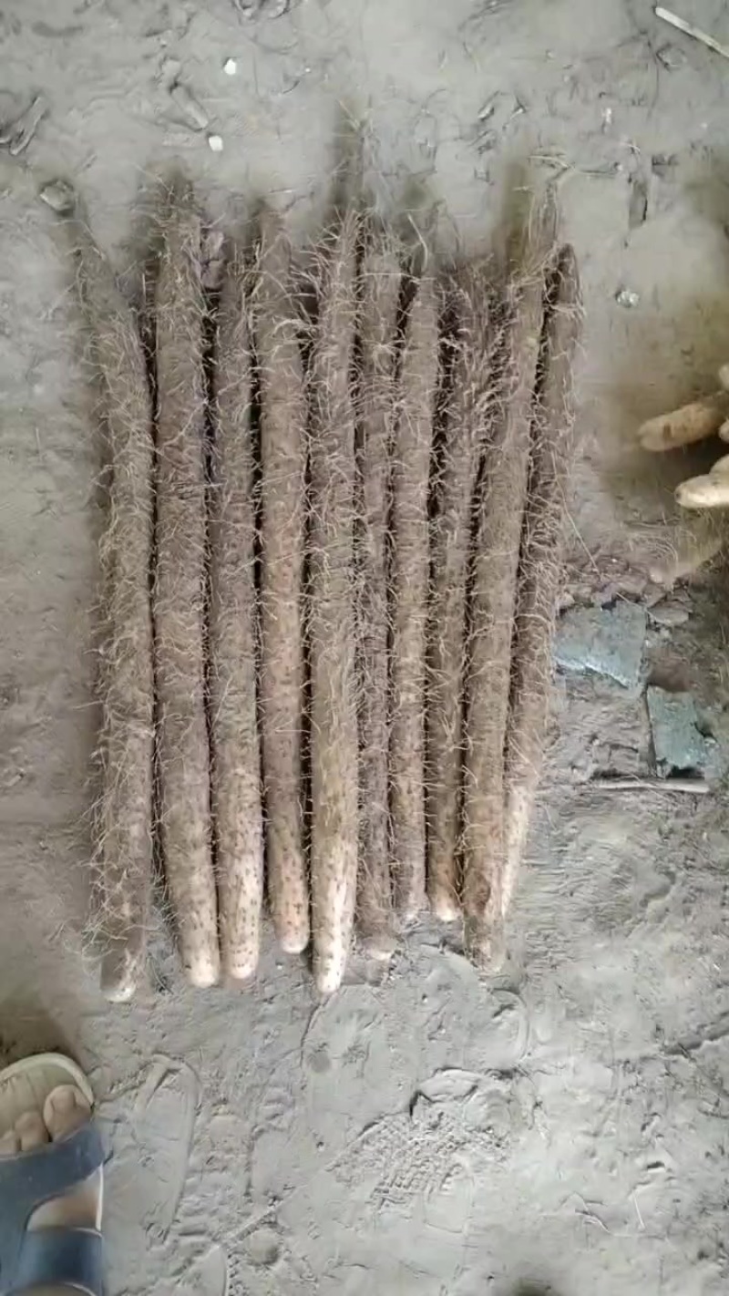 麻山药大货条形好圆头好产地一手货