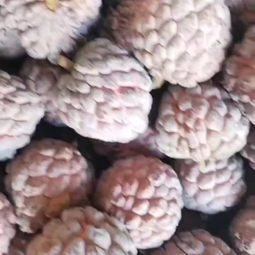 热带水果
