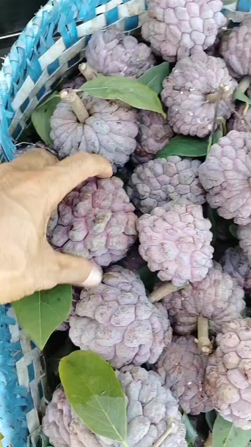 热带水果