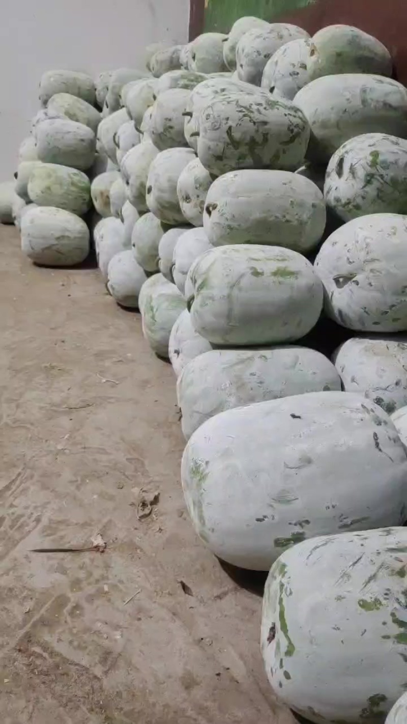 冬瓜