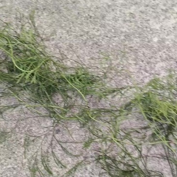 马尾伸筋草