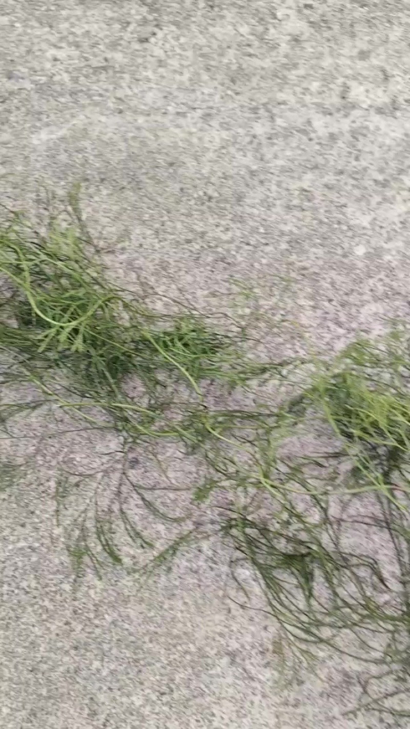 马尾伸筋草