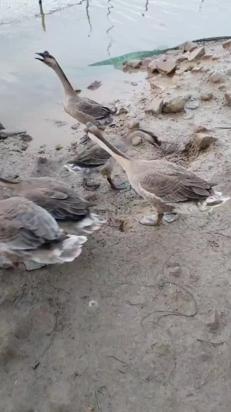 活鹅