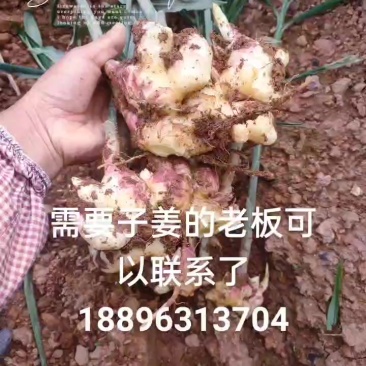 云南砚山子姜