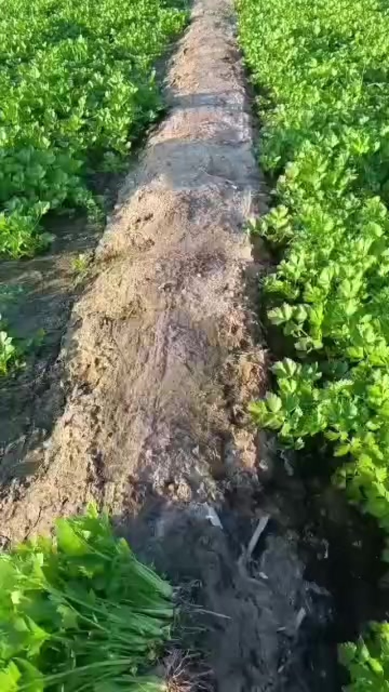 西芹苗可以预订了***********