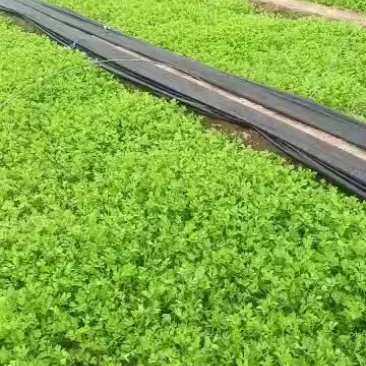 西芹苗可以预订了***********