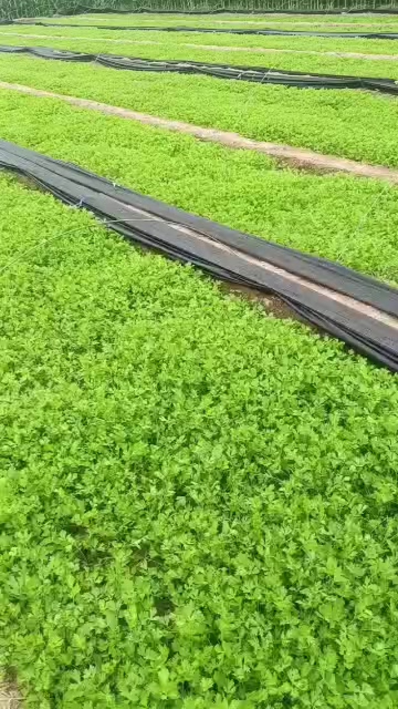 西芹苗可以预订了***********