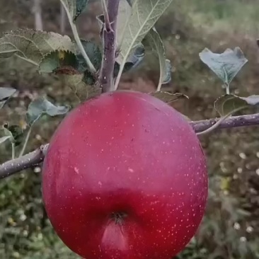 盐源红富士苹果