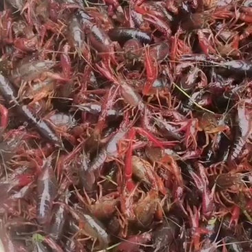 小龙虾