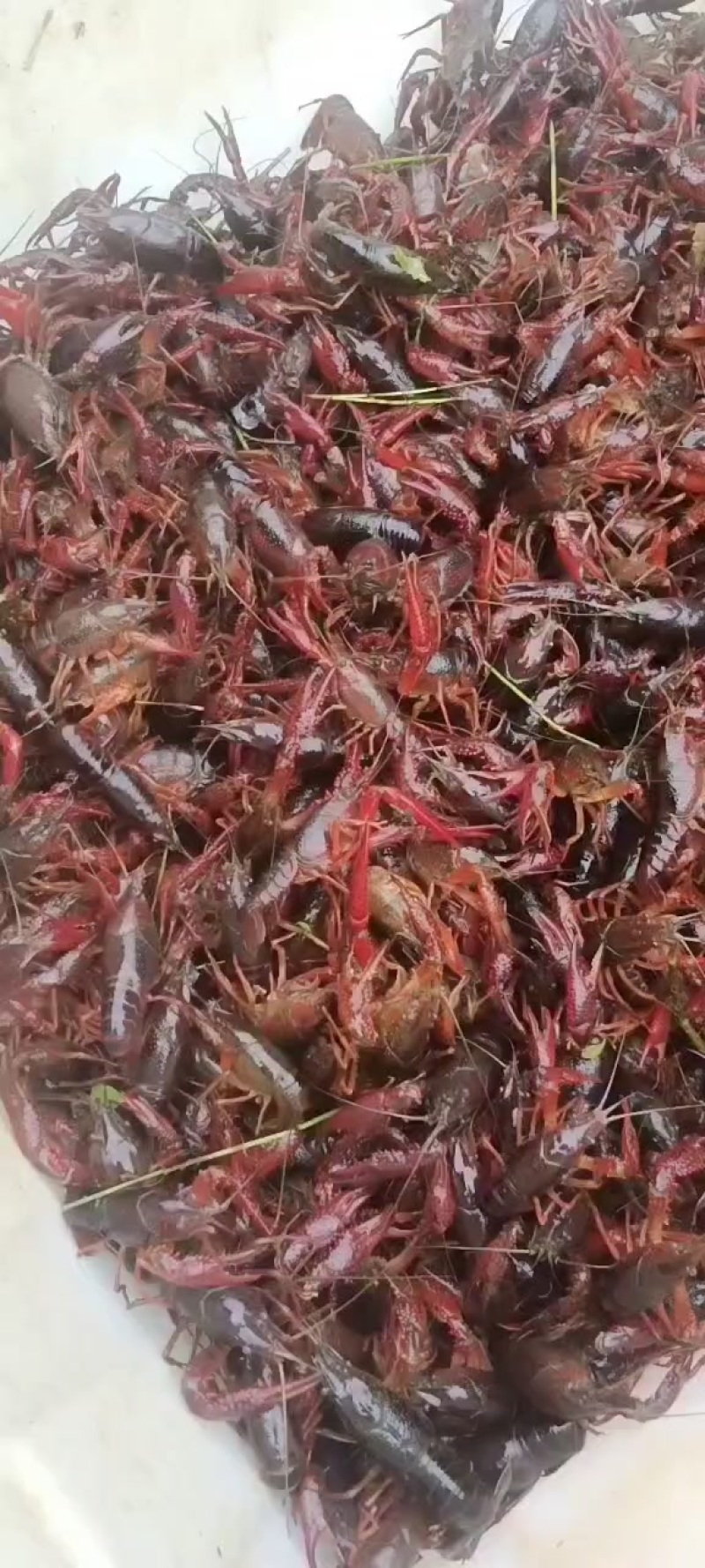 小龙虾