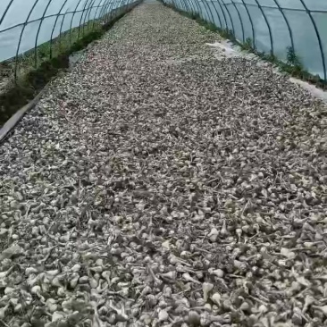 东北白皮蒜