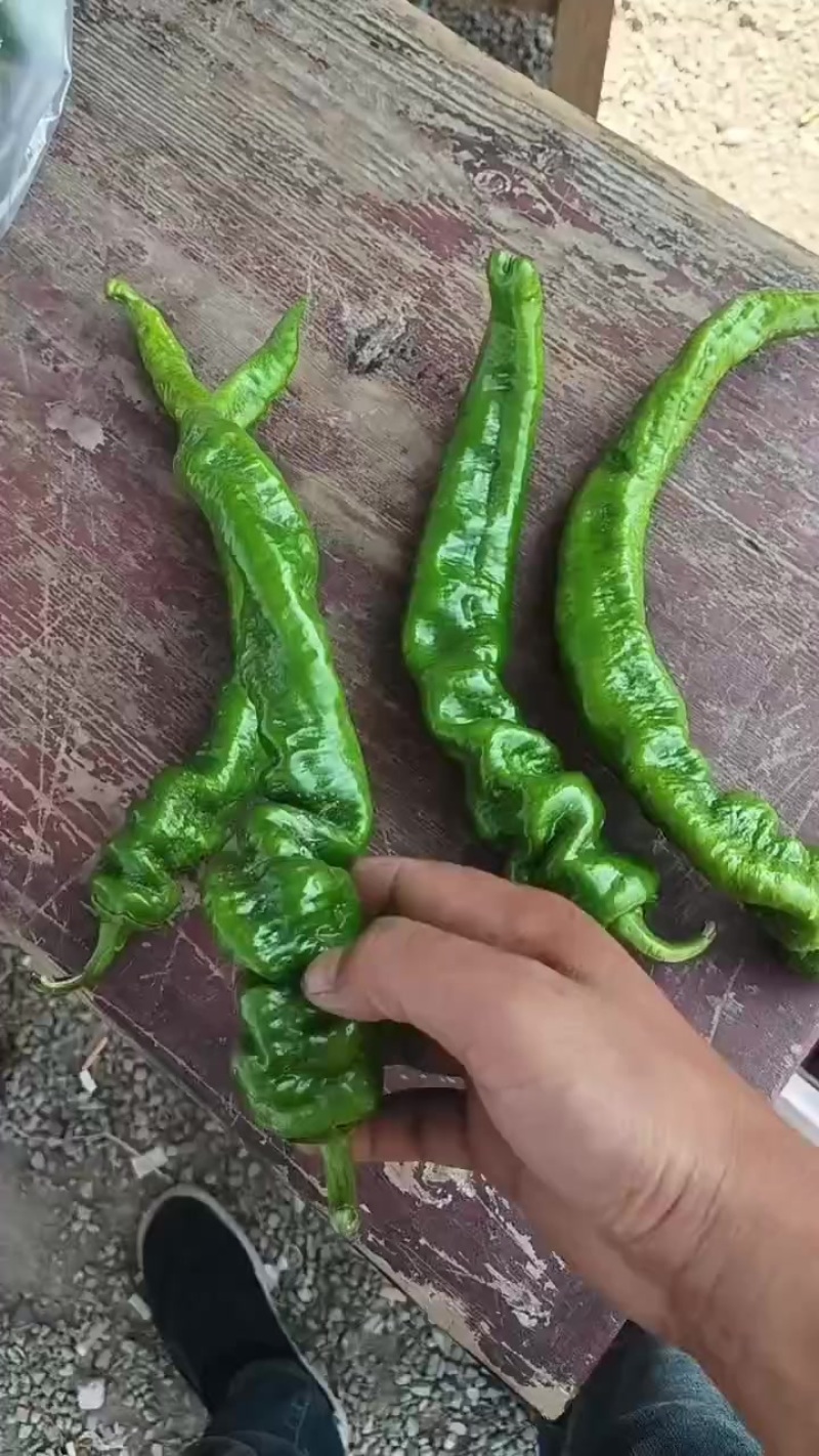 精品螺丝椒
