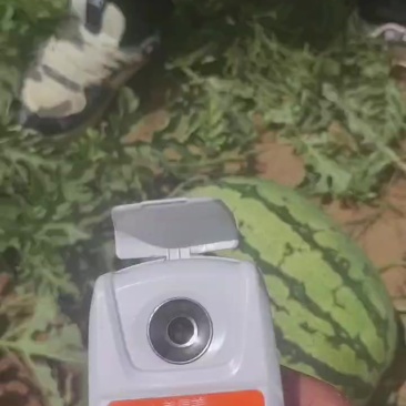 这金花，如同艺术品一般精致，个头匀称，口感**
