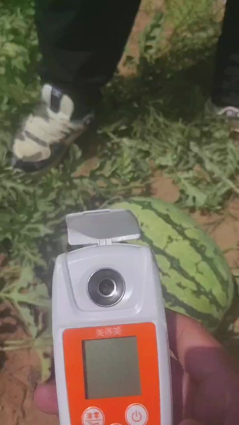 这金花，如同艺术品一般精致，个头匀称，口感**