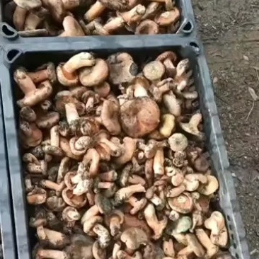 松树菌