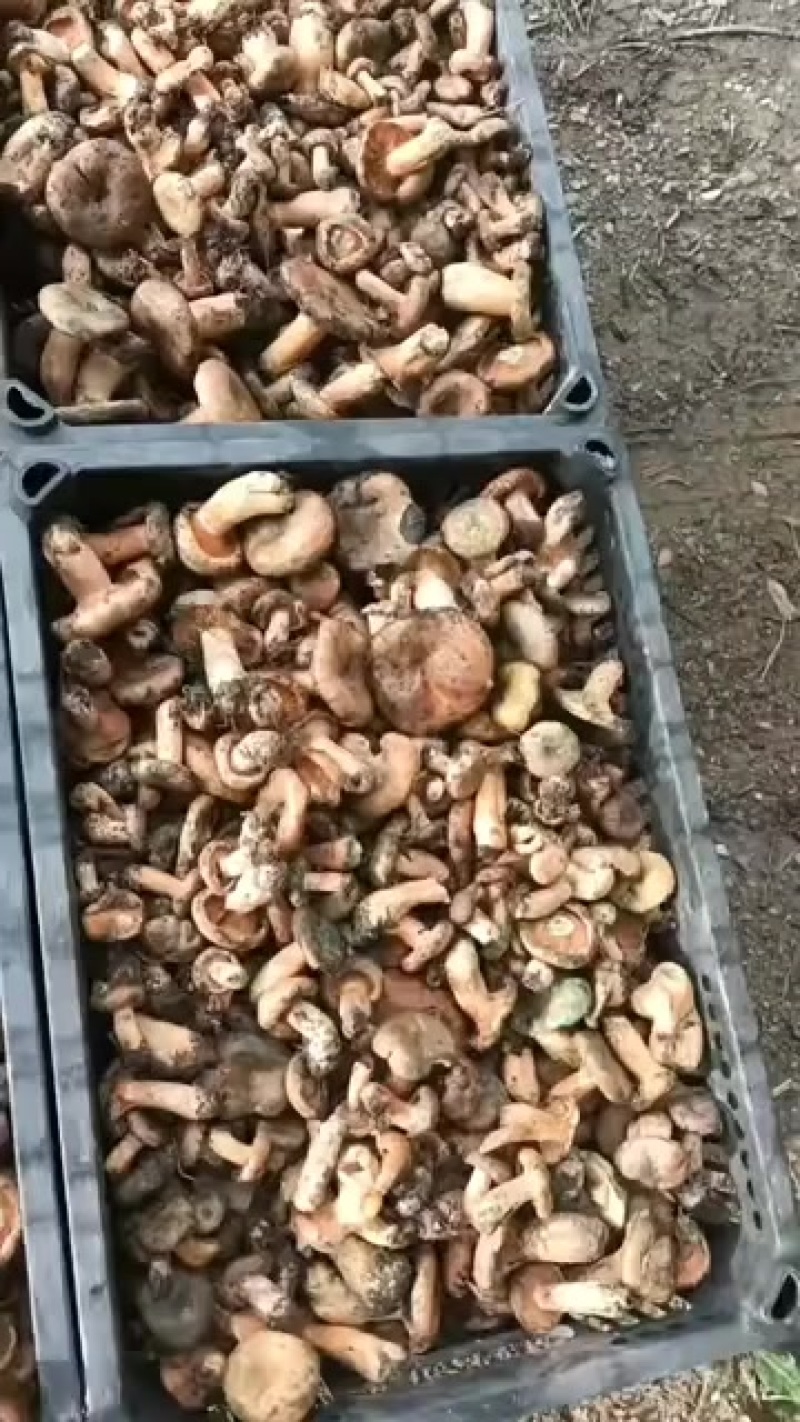 松树菌