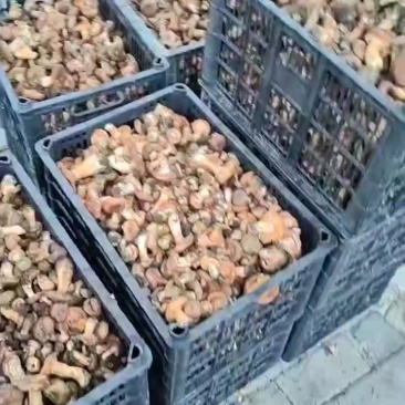 大量有货，精品货，一分钱一分货！