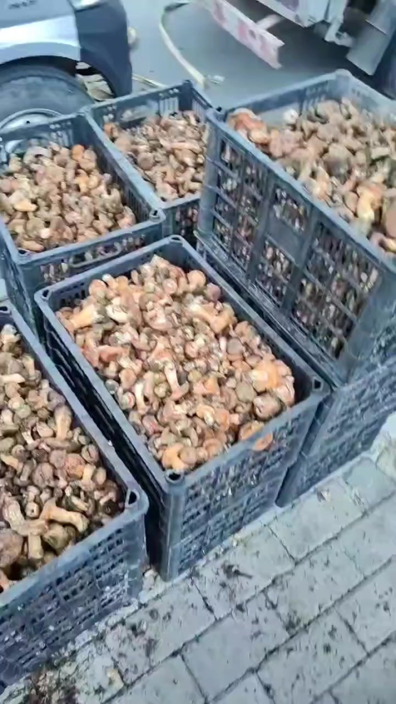 大量有货，精品货，一分钱一分货！