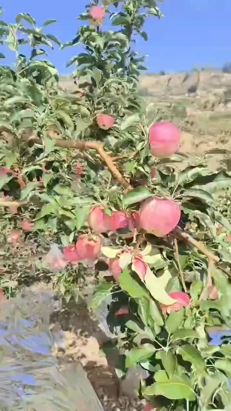 世界一
