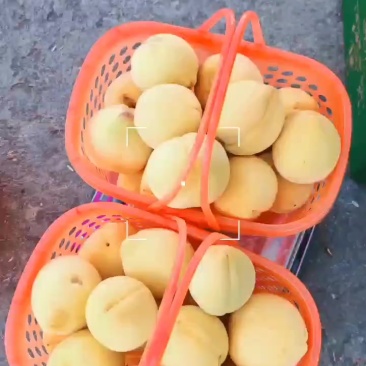 万峰林锦绣黄桃基地，有部分黄桃成熟了，果体金黄，软糯香甜