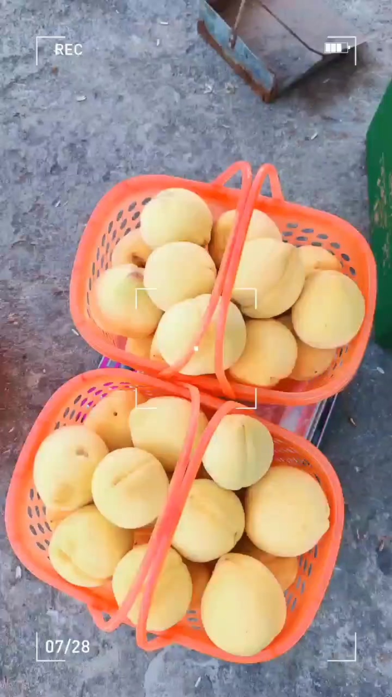 万峰林锦绣黄桃基地，有部分黄桃成熟了，果体金黄，软糯香甜