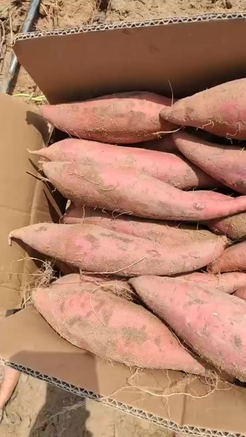 河南中牟县西瓜红大量上市，有需要的老板联系