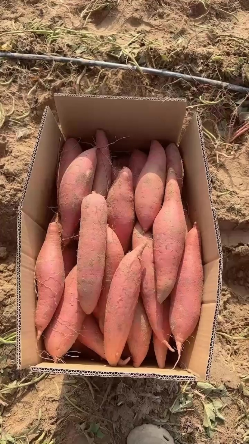 河南中牟县西瓜红大量上市，有需要的老板联系