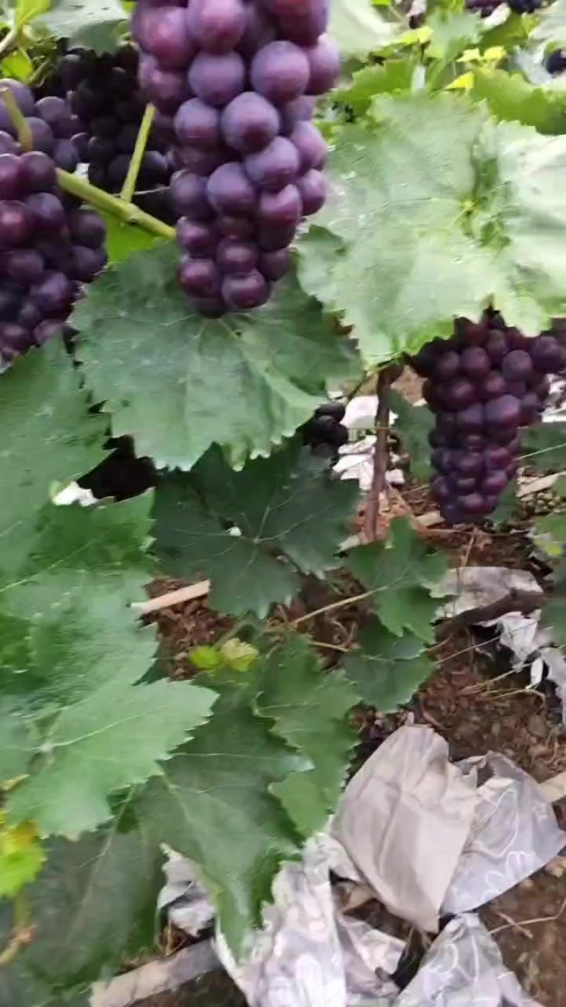 葡萄