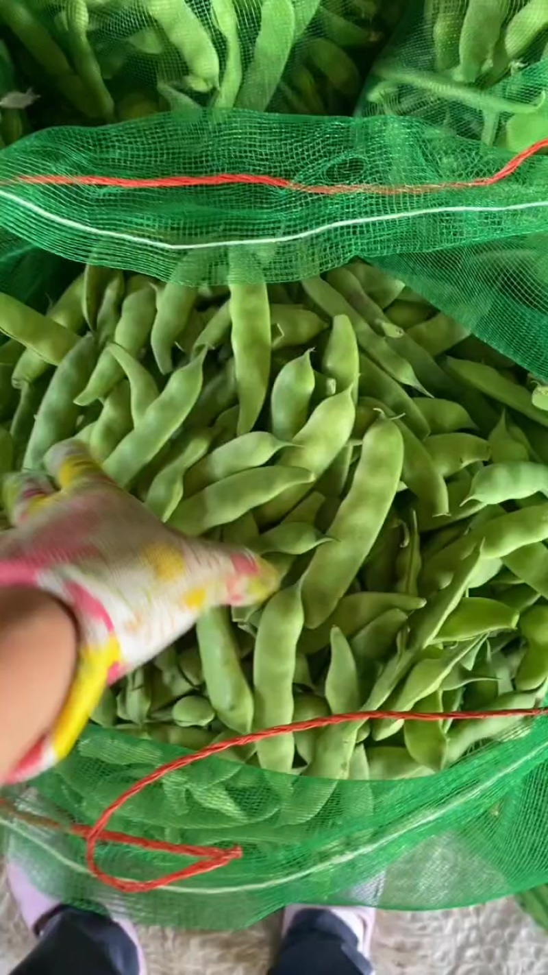 大地九月青加油豆角