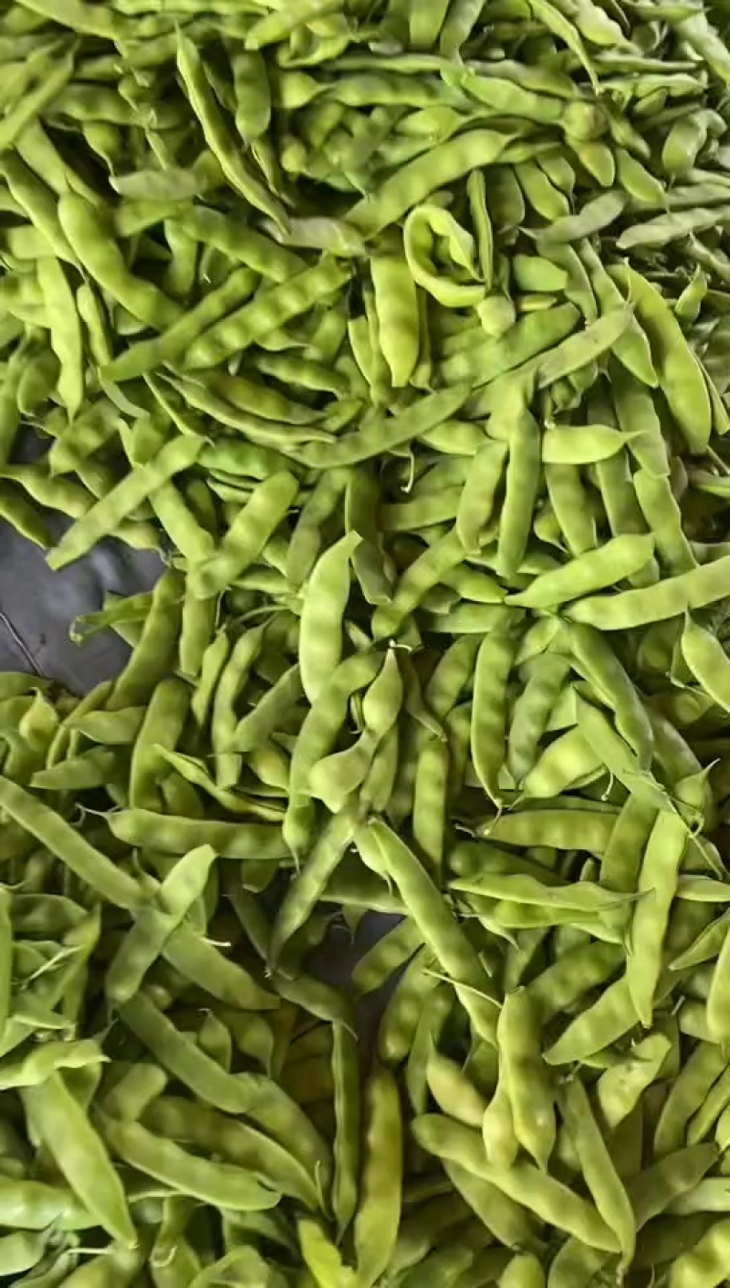 大地九月青加油豆角