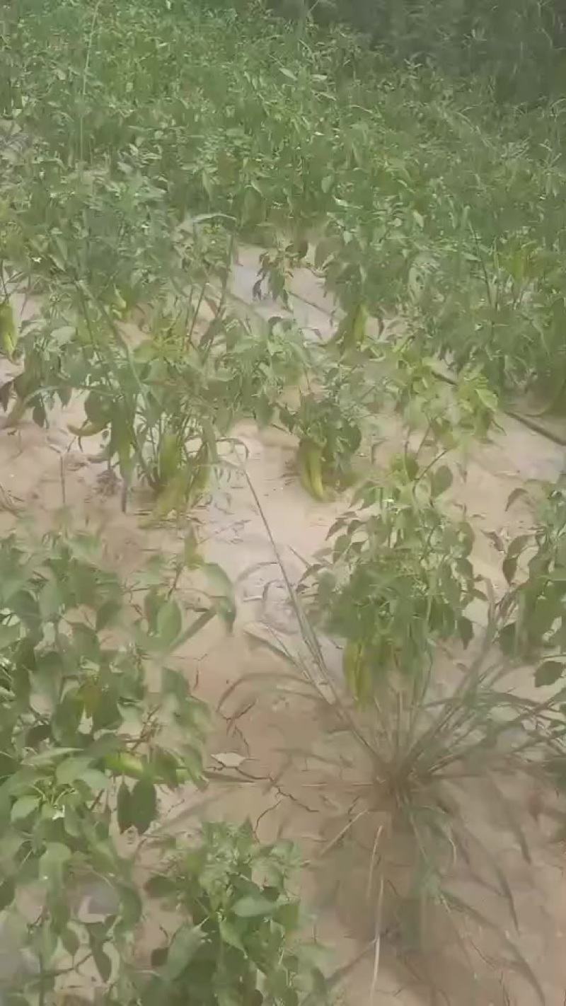 辣椒