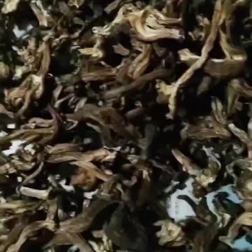 焉耆山野生黑蘑菇
