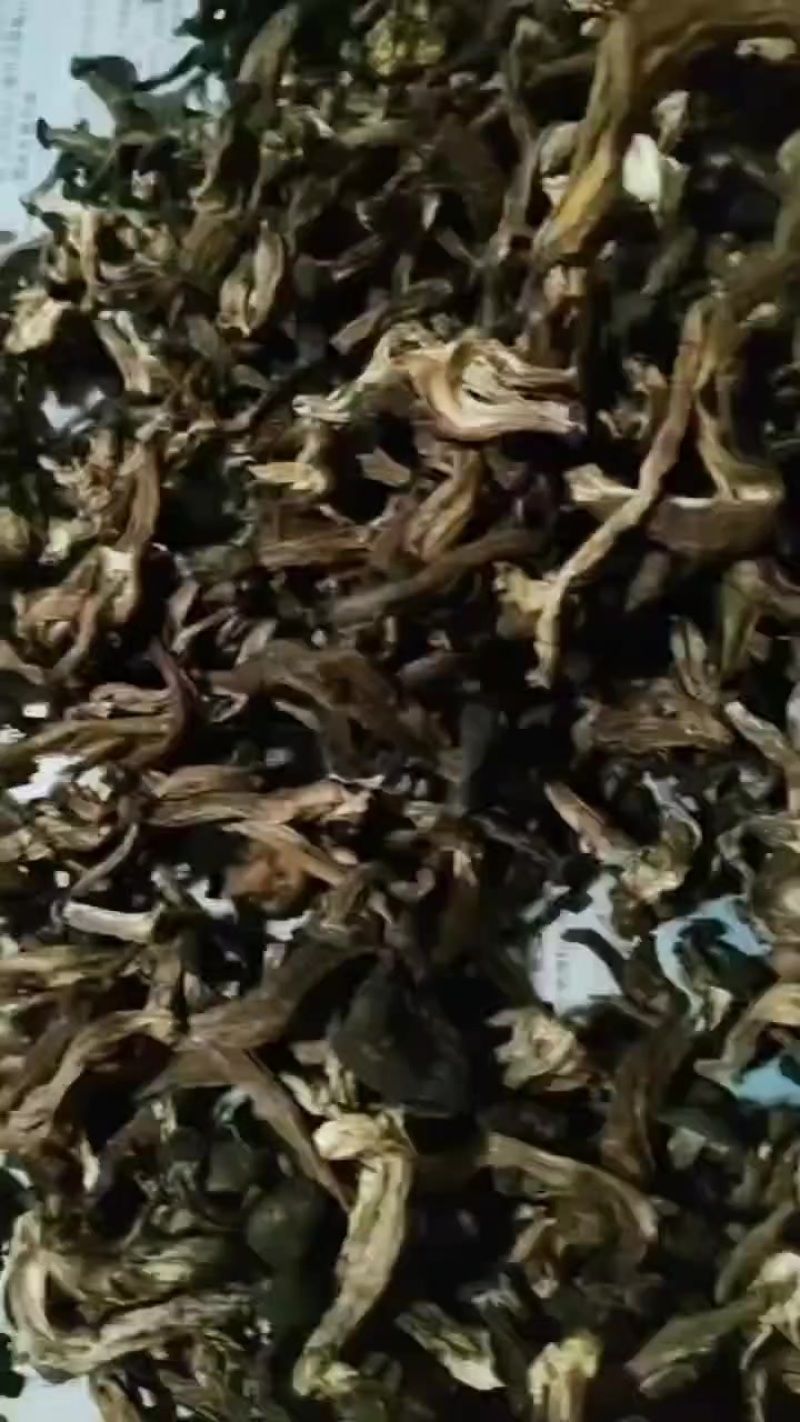 焉耆山野生黑蘑菇