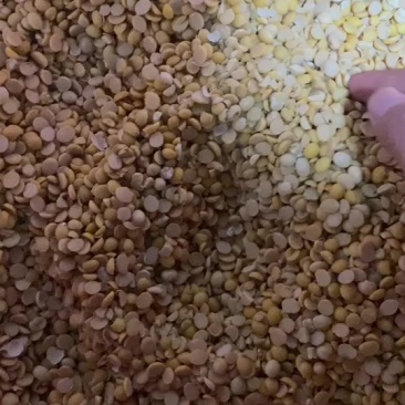 精品碎黄豆瓣下脚料