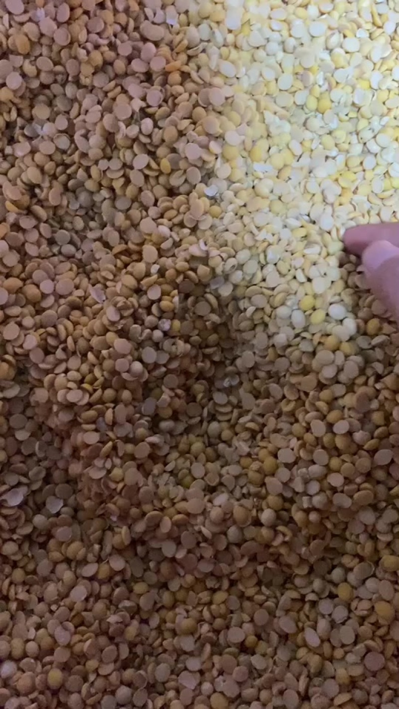 精品碎黄豆瓣下脚料