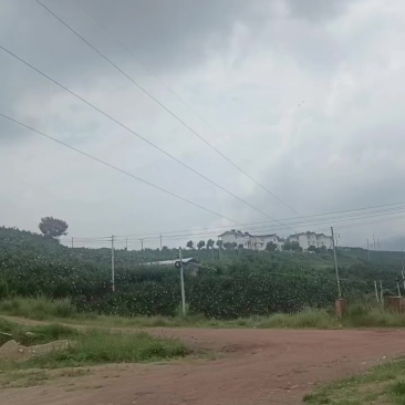 会理突尼斯石榴