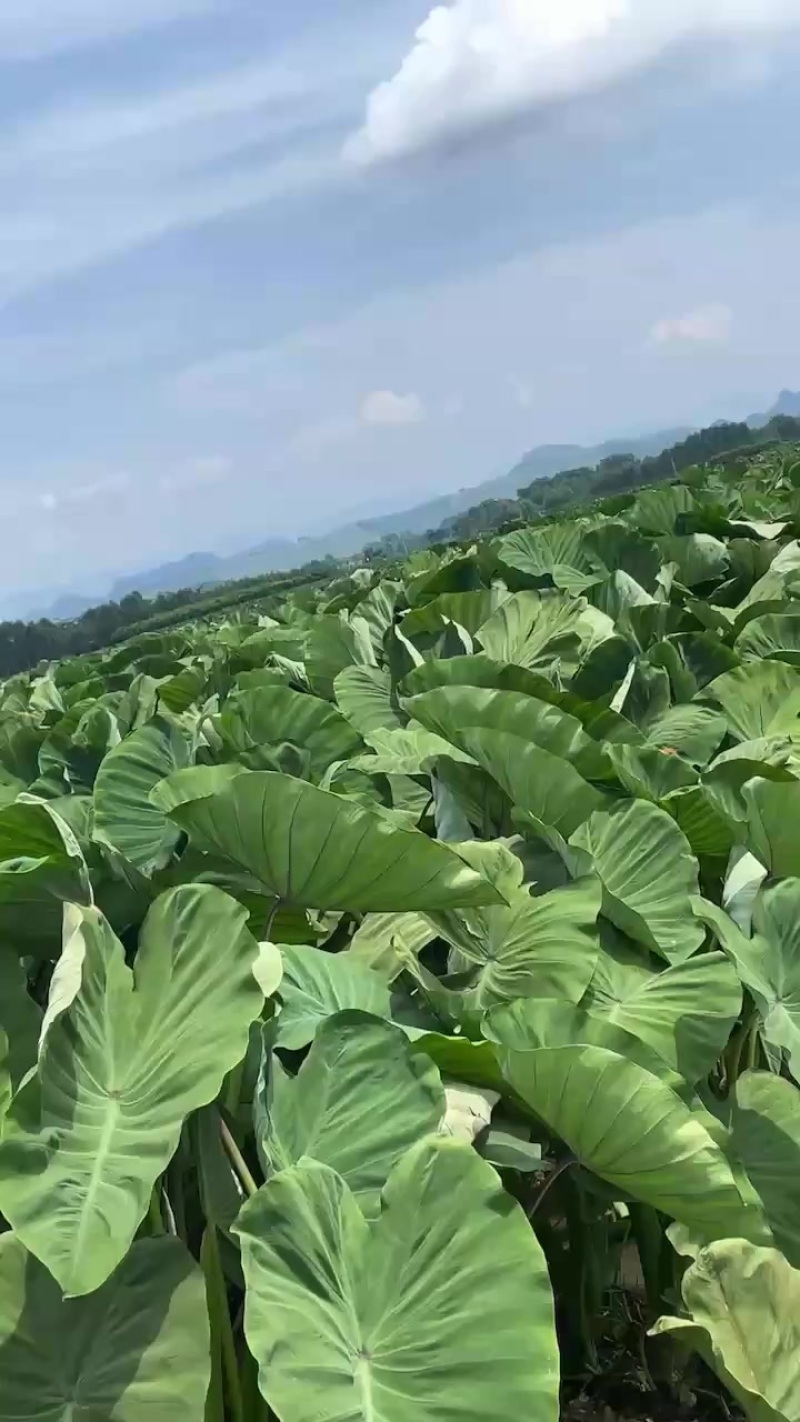 广东深圳福田区芋头 1