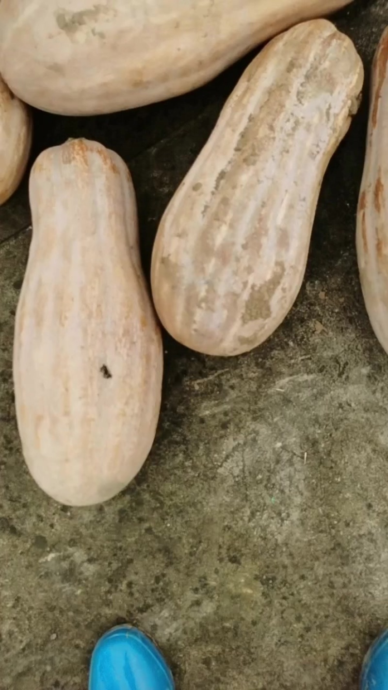 海南密本南瓜