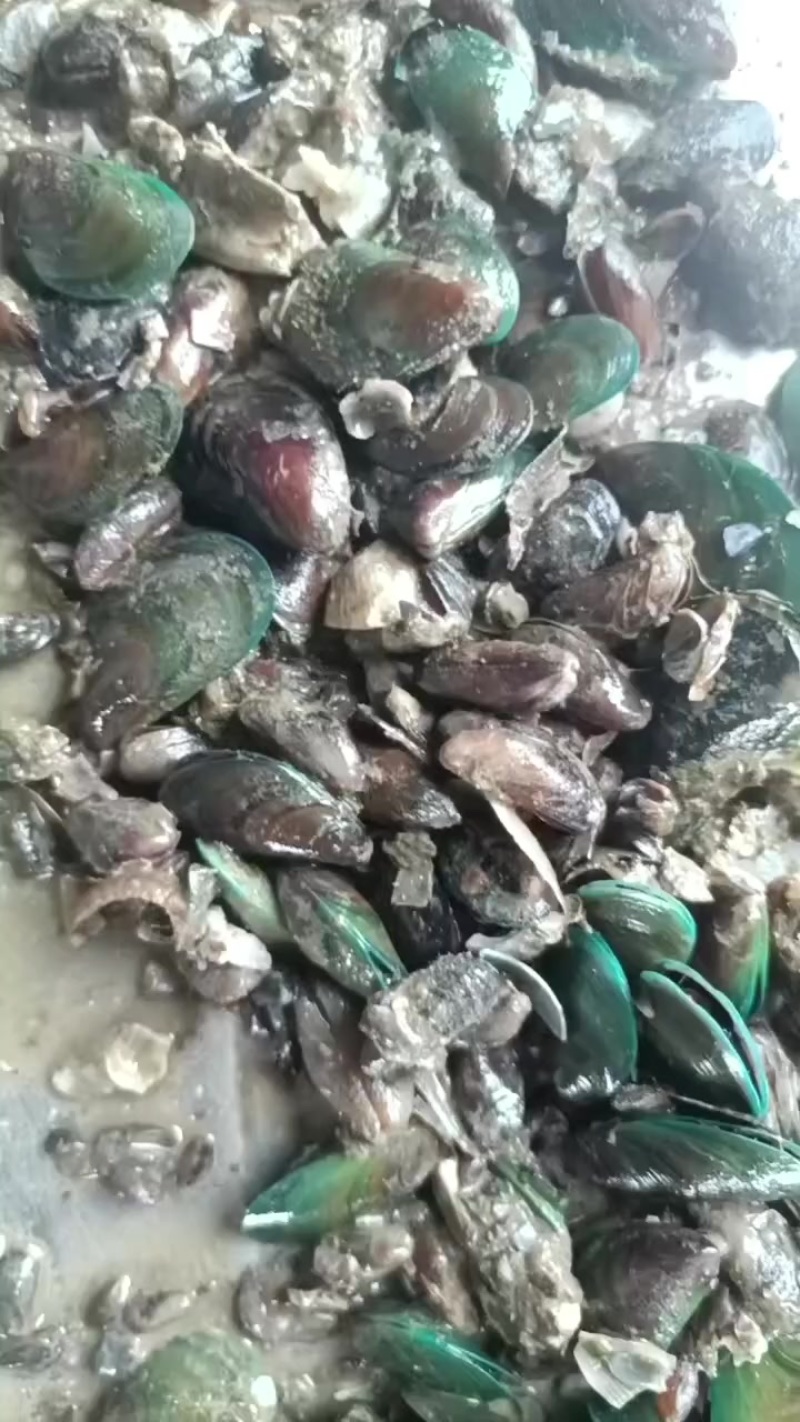 青口大量有货，大的吃，小的用于养青蟹都可