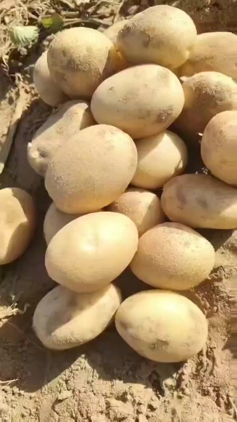 久恩十一